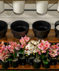 Display Pots Shelf